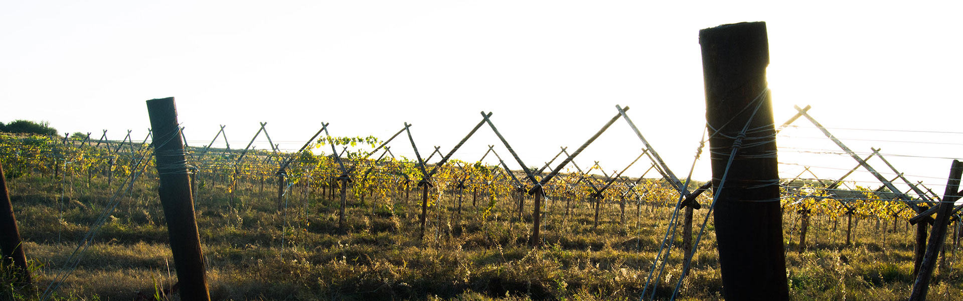 SL-Pic-01: Silvermoon Investment CC: Grower / Production of Sultana & Merbeine Seedless Grapes, Peacan Nuts, Lucerne & Cotton