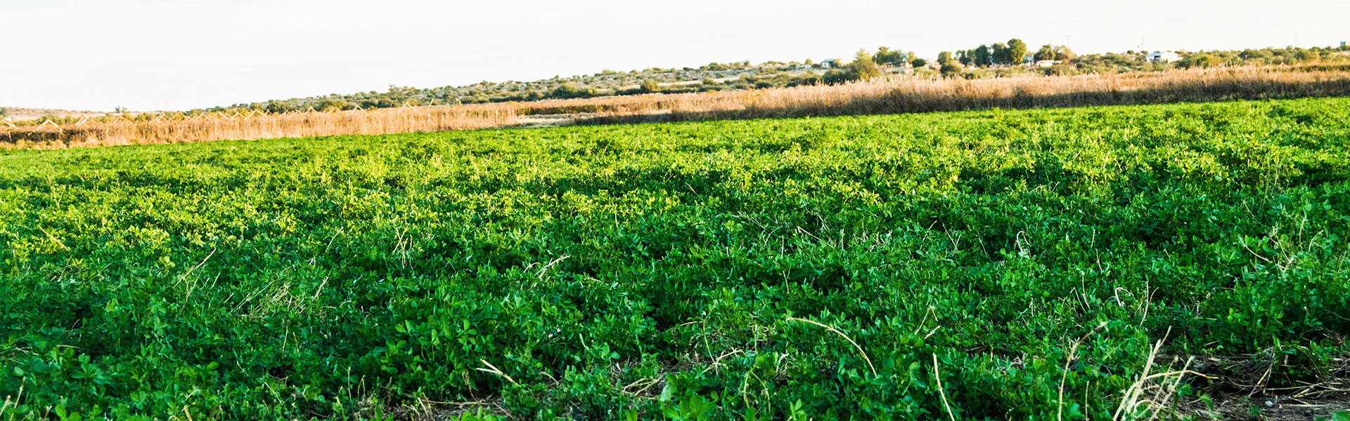 SL-Pic-06: Silvermoon Investment CC: Grower / Production of Sultana & Merbeine Seedless Grapes, Peacan Nuts, Lucerne & Cotton