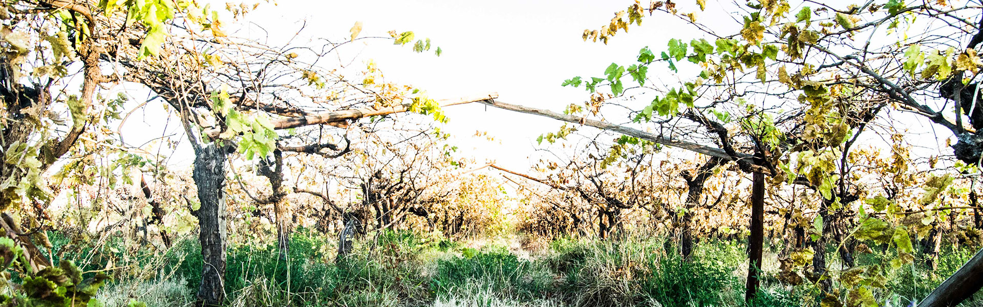 SL-Pic-02: Silvermoon Investment CC: Grower / Production of Sultana & Merbeine Seedless Grapes, Peacan Nuts, Lucerne & Cotton